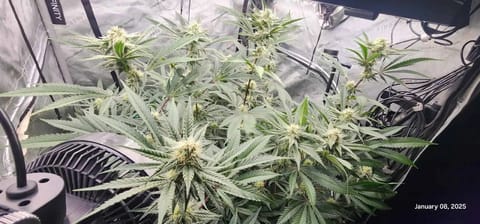 FBMP Clone(Gorilla Melon) run #1. — flower, day 30