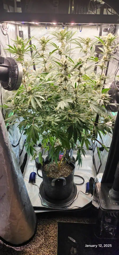 FBMP Clone(Gorilla Melon) run #1. — flower, day 34