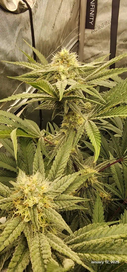 FBMP Clone(Gorilla Melon) run #1. — flower, day 34