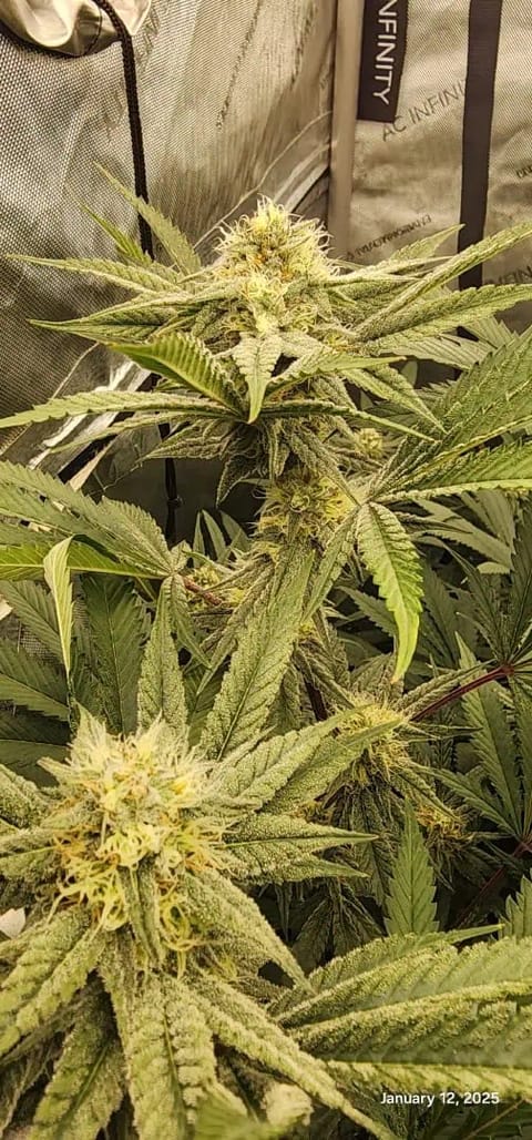 FBMP Clone(Gorilla Melon) run #1. — flower, day 34