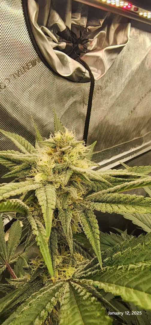 FBMP Clone(Gorilla Melon) run #1. — flower, day 34