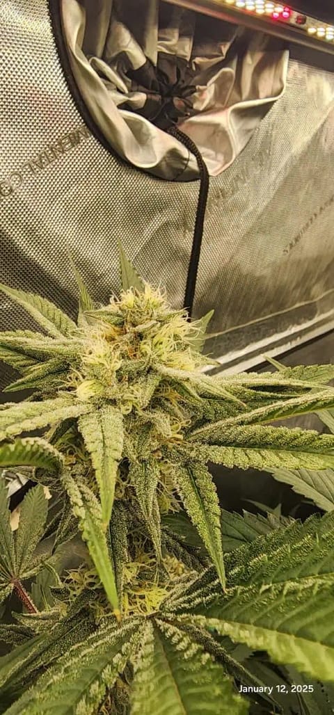 FBMP Clone(Gorilla Melon) run #1. — flower, day 34