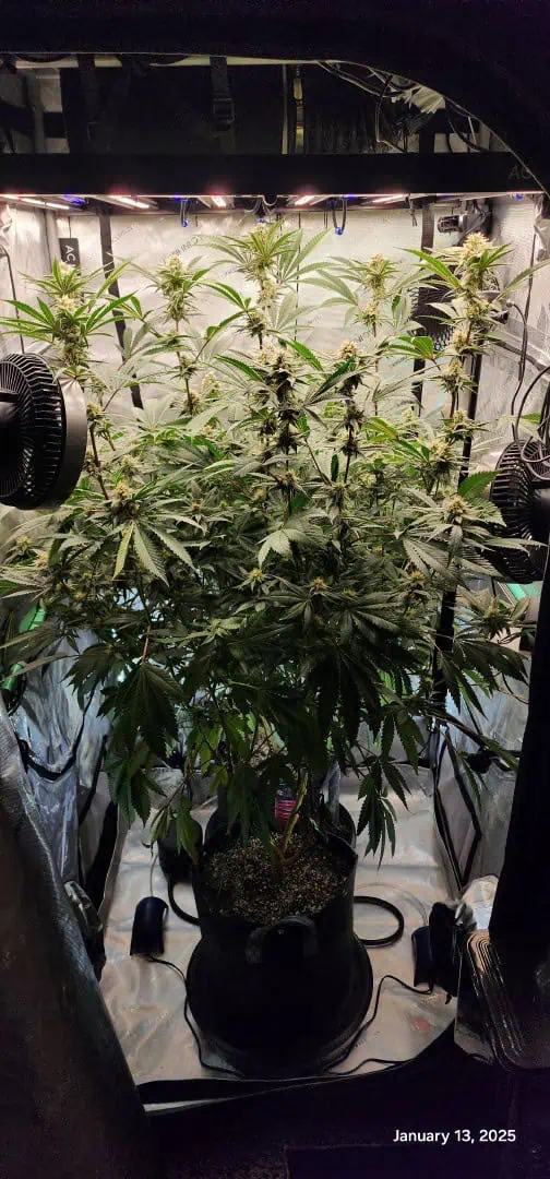 FBMP Clone(Gorilla Melon) run #1. — flower, day 35