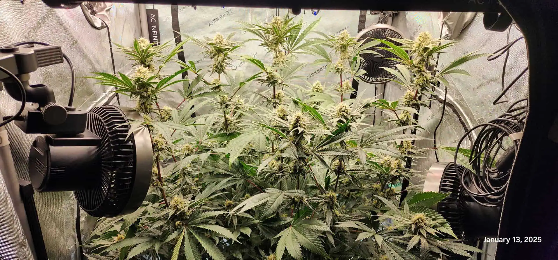 FBMP Clone(Gorilla Melon) run #1. — flower, day 35