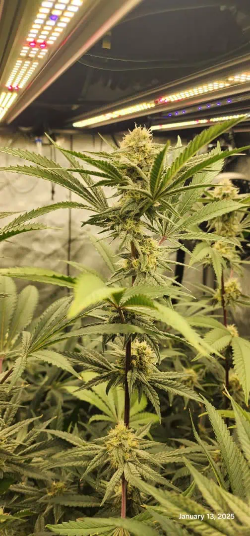 FBMP Clone(Gorilla Melon) run #1. — flower, day 35