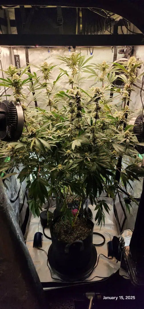 FBMP Clone(Gorilla Melon) run #1. — flower, day 37