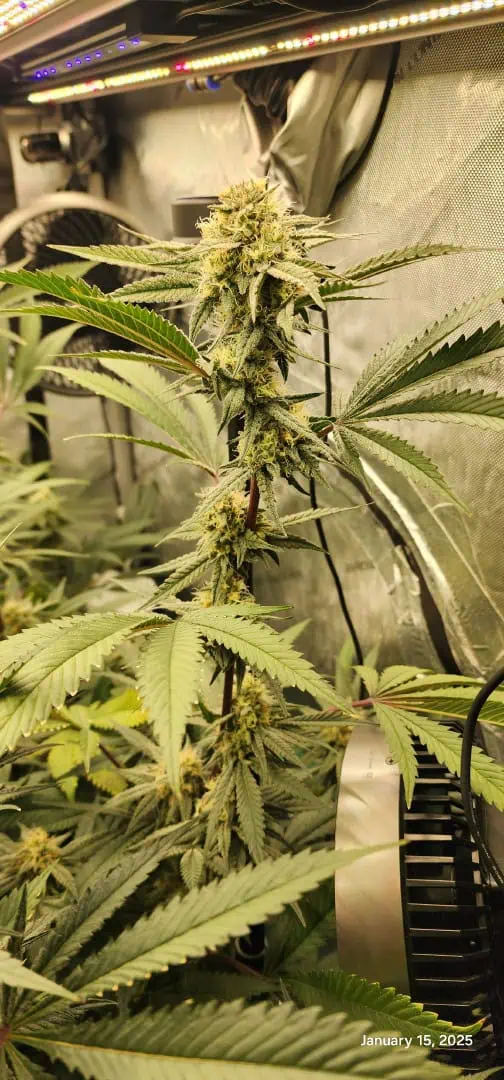 FBMP Clone(Gorilla Melon) run #1. — flower, day 37