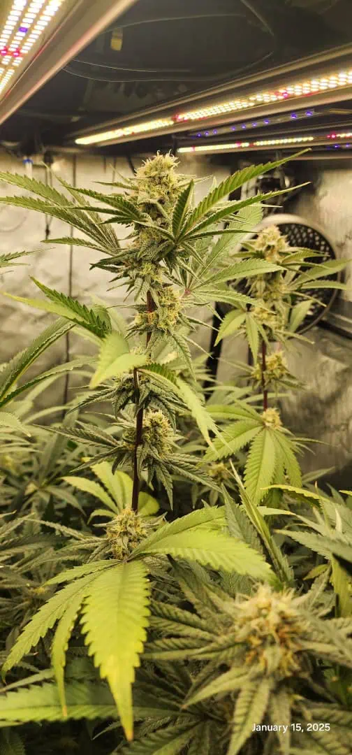 FBMP Clone(Gorilla Melon) run #1. — flower, day 37