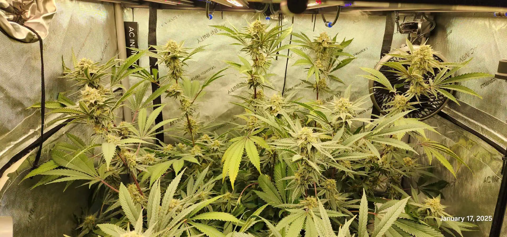 FBMP Clone(Gorilla Melon) run #1. — flower, day 39