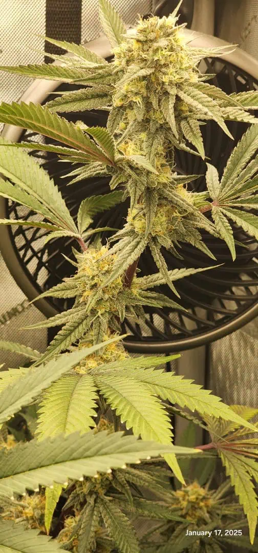 FBMP Clone(Gorilla Melon) run #1. — flower, day 39