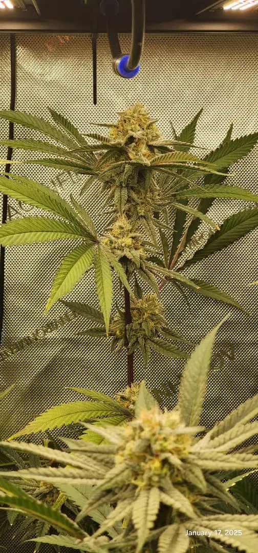 FBMP Clone(Gorilla Melon) run #1. — flower, day 39