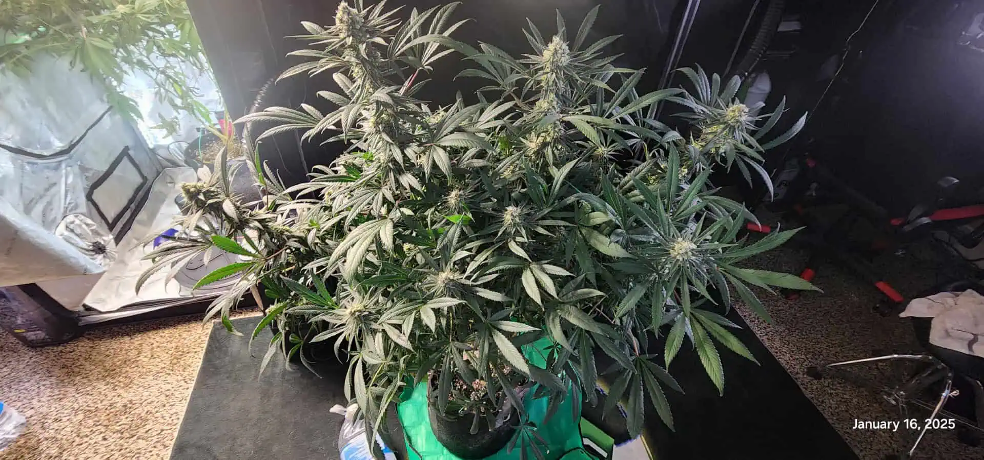 Candy Clone #1 - Divine Seeds — flower, day 38