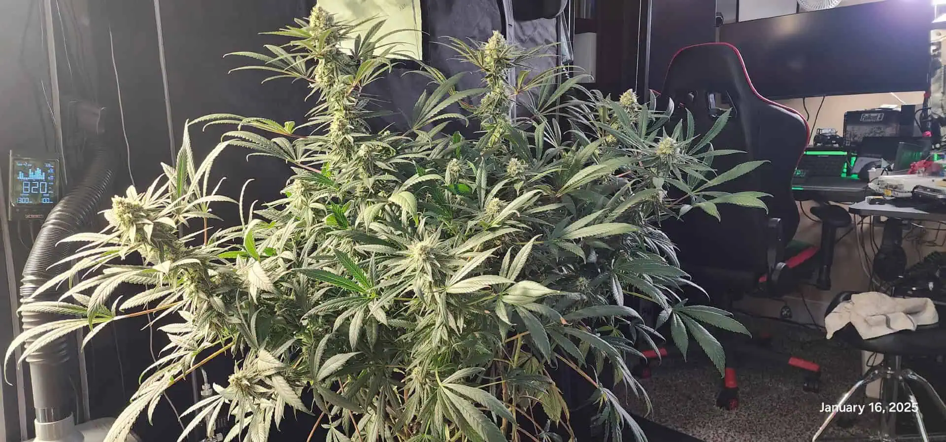 Candy Clone #1 - Divine Seeds — flower, day 38