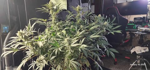 Candy Clone #1 - Divine Seeds — flower, day 38