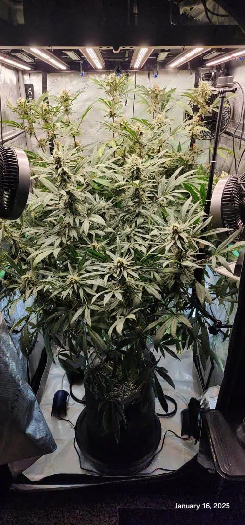 Candy Clone #1 - Divine Seeds — flower, day 38