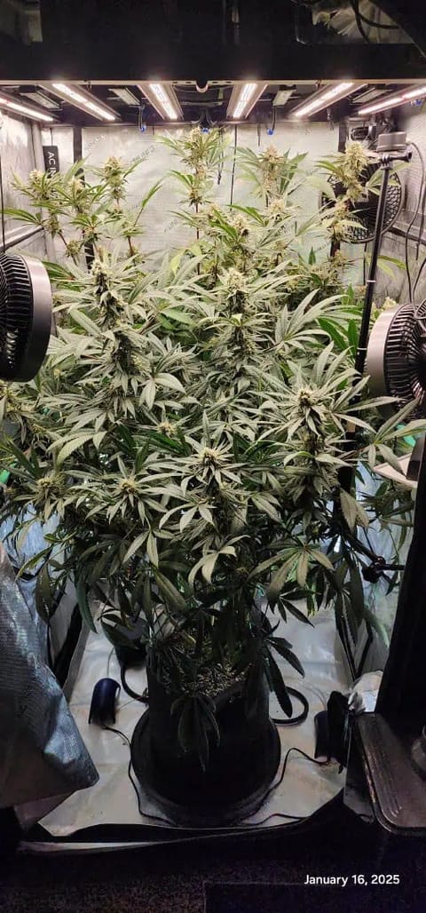 Candy Clone #1 - Divine Seeds — flower, day 38
