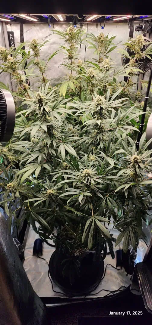 Candy Clone #1 - Divine Seeds — flower, day 39