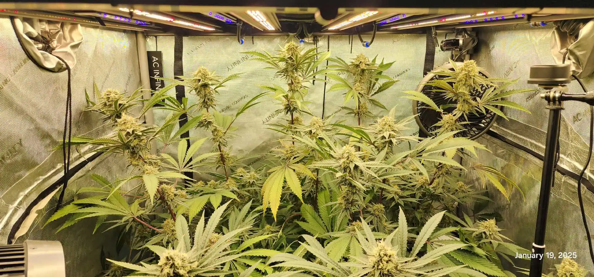 FBMP Clone(Gorilla Melon) run #1. — flower, day 41