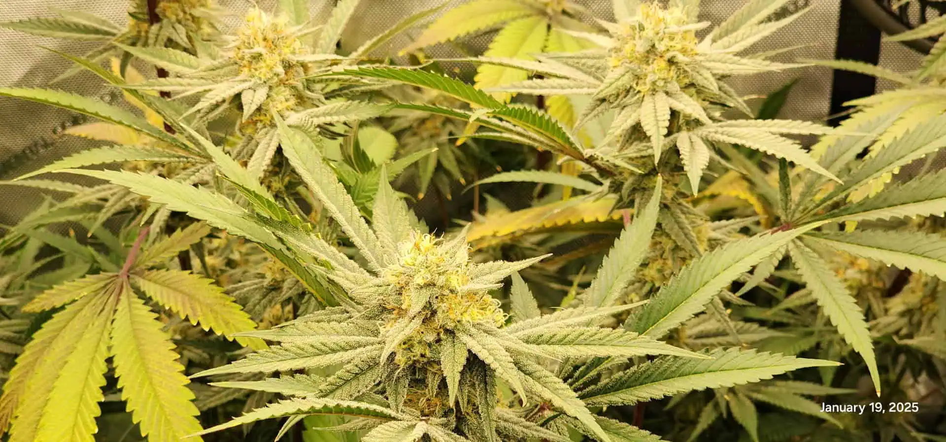 FBMP Clone(Gorilla Melon) run #1. — flower, day 41