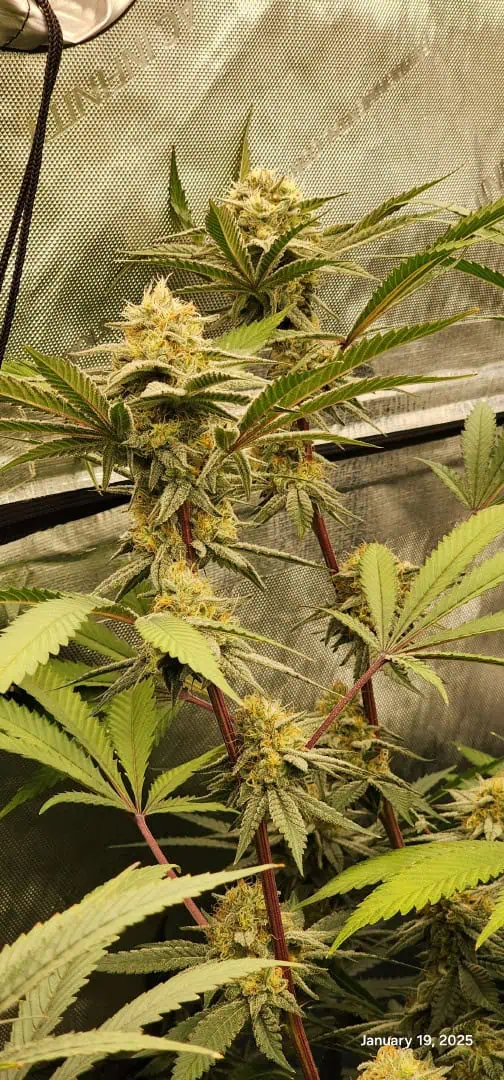 FBMP Clone(Gorilla Melon) run #1. — flower, day 41