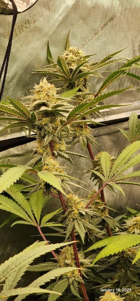 FBMP Clone(Gorilla Melon) run #1. — flower, day 41
