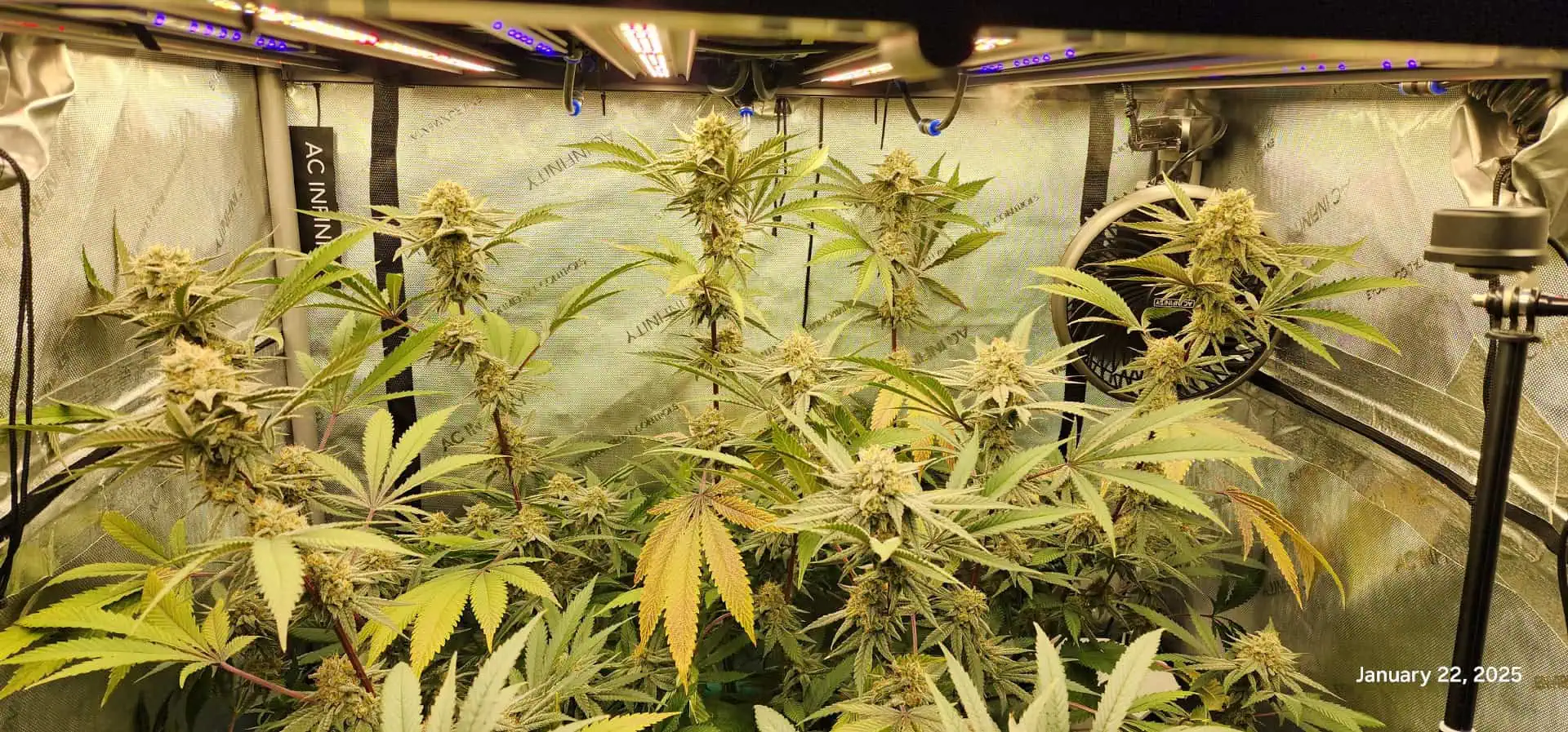 FBMP Clone(Gorilla Melon) run #1. — flower, day 44