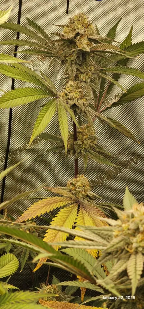 FBMP Clone(Gorilla Melon) run #1. — flower, day 44