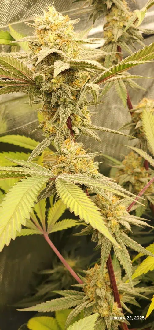 FBMP Clone(Gorilla Melon) run #1. — flower, day 44