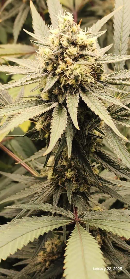 Candy Clone #1 - Divine Seeds — flower, day 44