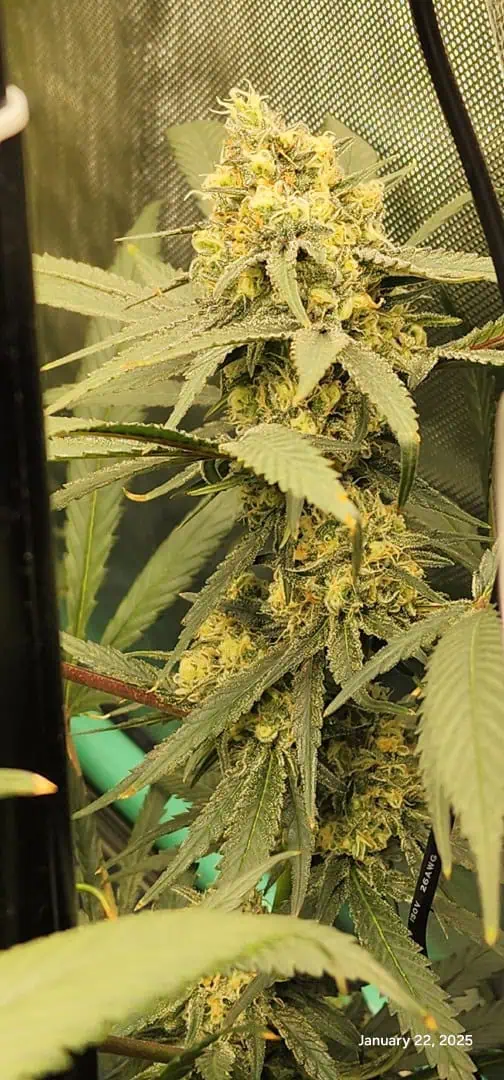 Candy Clone #1 - Divine Seeds — flower, day 44