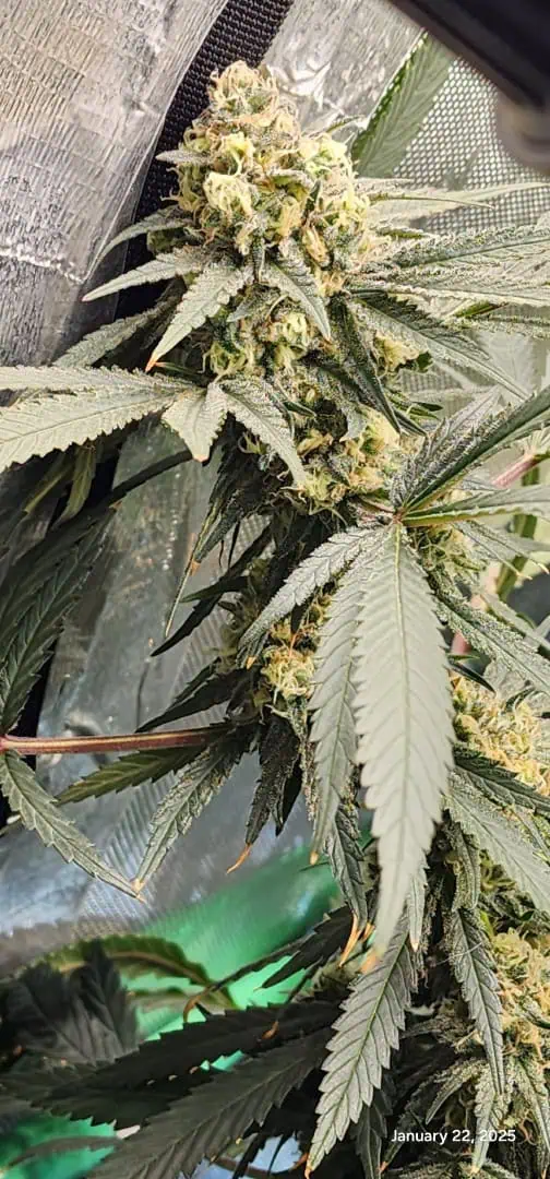 Candy Clone #1 - Divine Seeds — flower, day 44