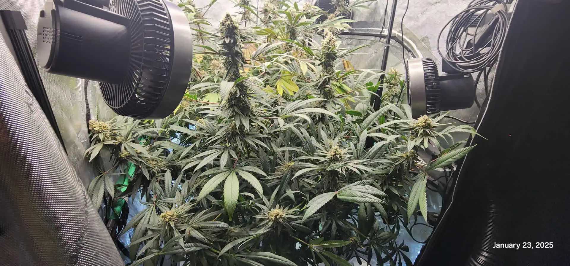Candy Clone #1 - Divine Seeds — flower, day 45
