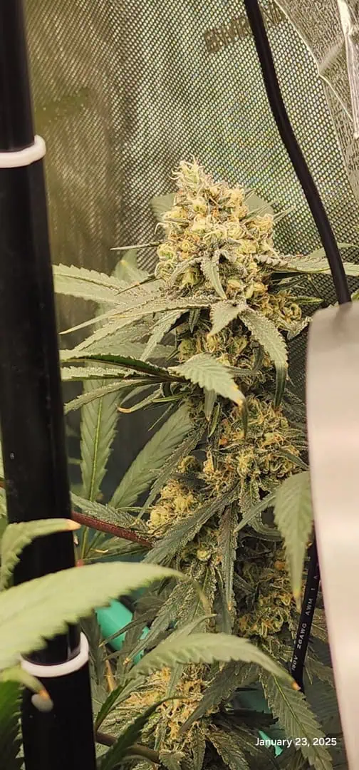 Candy Clone #1 - Divine Seeds — flower, day 45