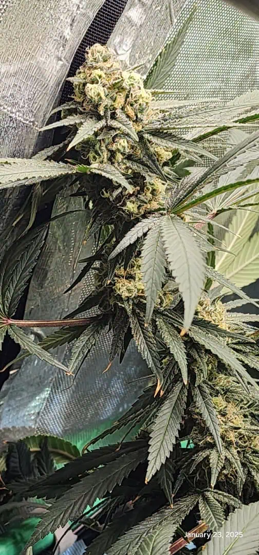 Candy Clone #1 - Divine Seeds — flower, day 45