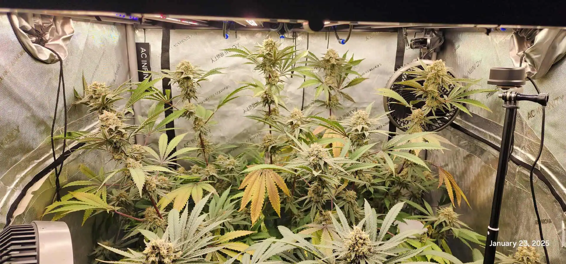 FBMP Clone(Gorilla Melon) run #1. — flower, day 45