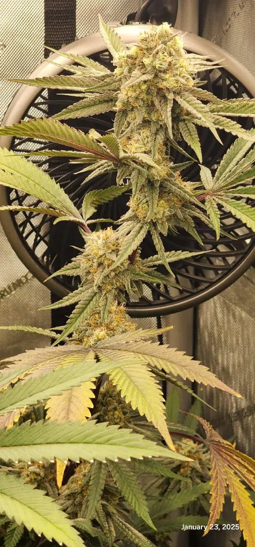 FBMP Clone(Gorilla Melon) run #1. — flower, day 45