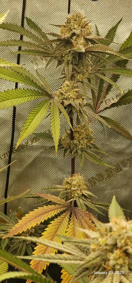 FBMP Clone(Gorilla Melon) run #1. — flower, day 45