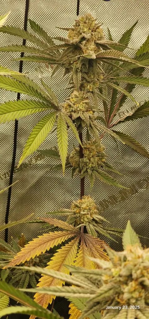 FBMP Clone(Gorilla Melon) run #1. — flower, day 45