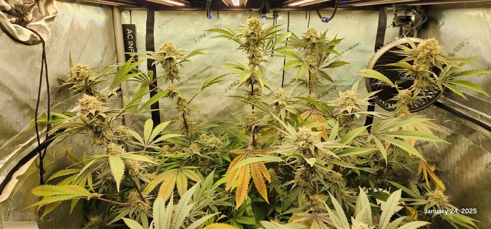 FBMP Clone(Gorilla Melon) run #1. — flower, day 46