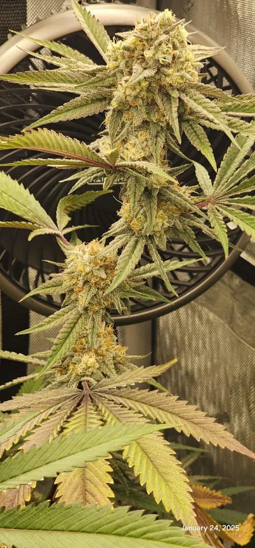 FBMP Clone(Gorilla Melon) run #1. — flower, day 46