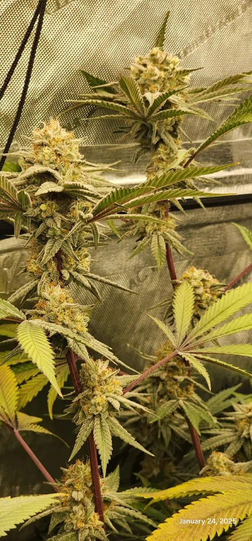 FBMP Clone(Gorilla Melon) run #1. — flower, day 46