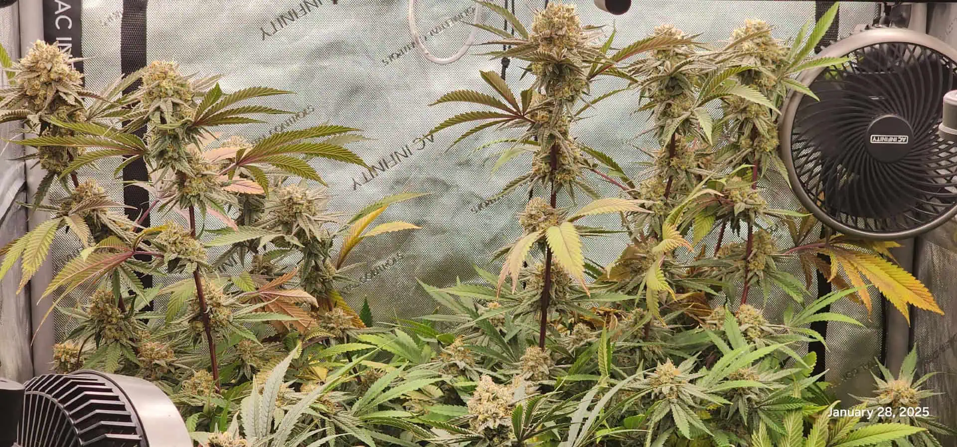 FBMP Clone(Gorilla Melon) run #1. — flower, day 50