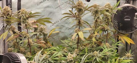 FBMP Clone(Gorilla Melon) run #1. — flower, day 50