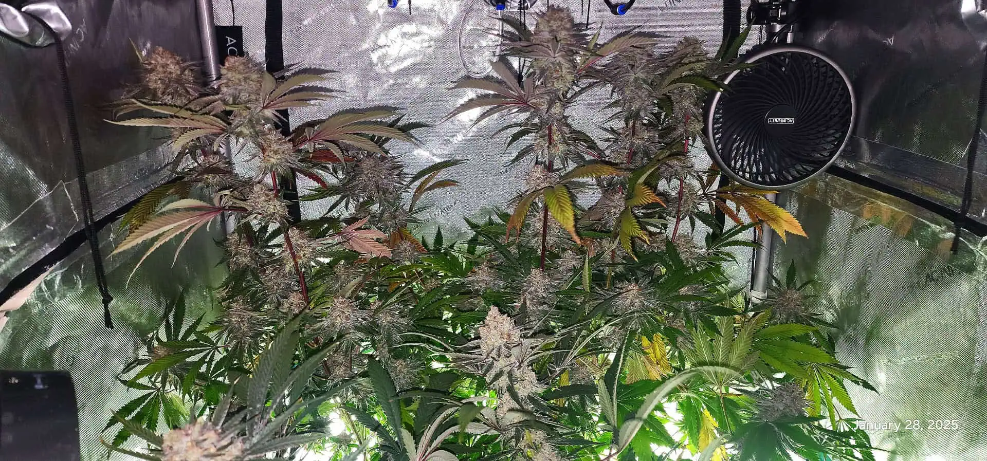 FBMP Clone(Gorilla Melon) run #1. — flower, day 50