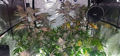 FBMP Clone(Gorilla Melon) run #1. — flower, day 50