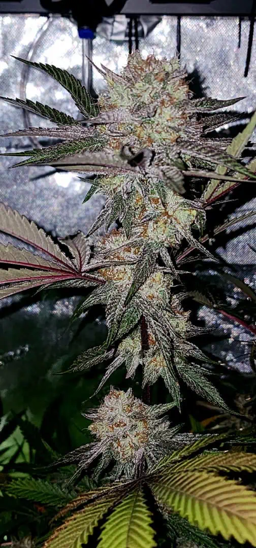 FBMP Clone(Gorilla Melon) run #1. — flower, day 50