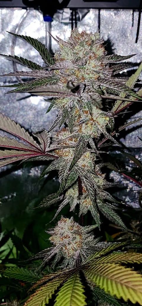 FBMP Clone(Gorilla Melon) run #1. — flower, day 50