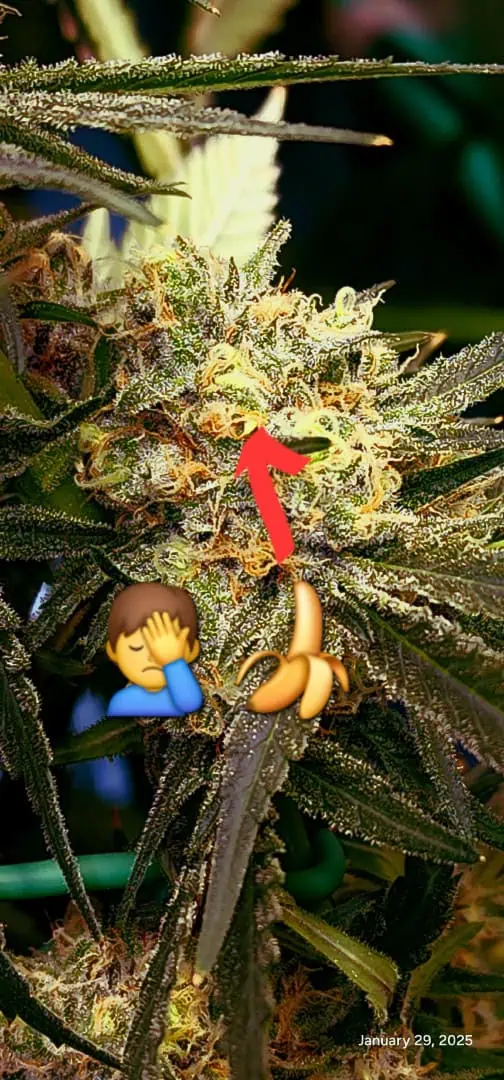 Candy Clone #1 - Divine Seeds — harvest, day 52