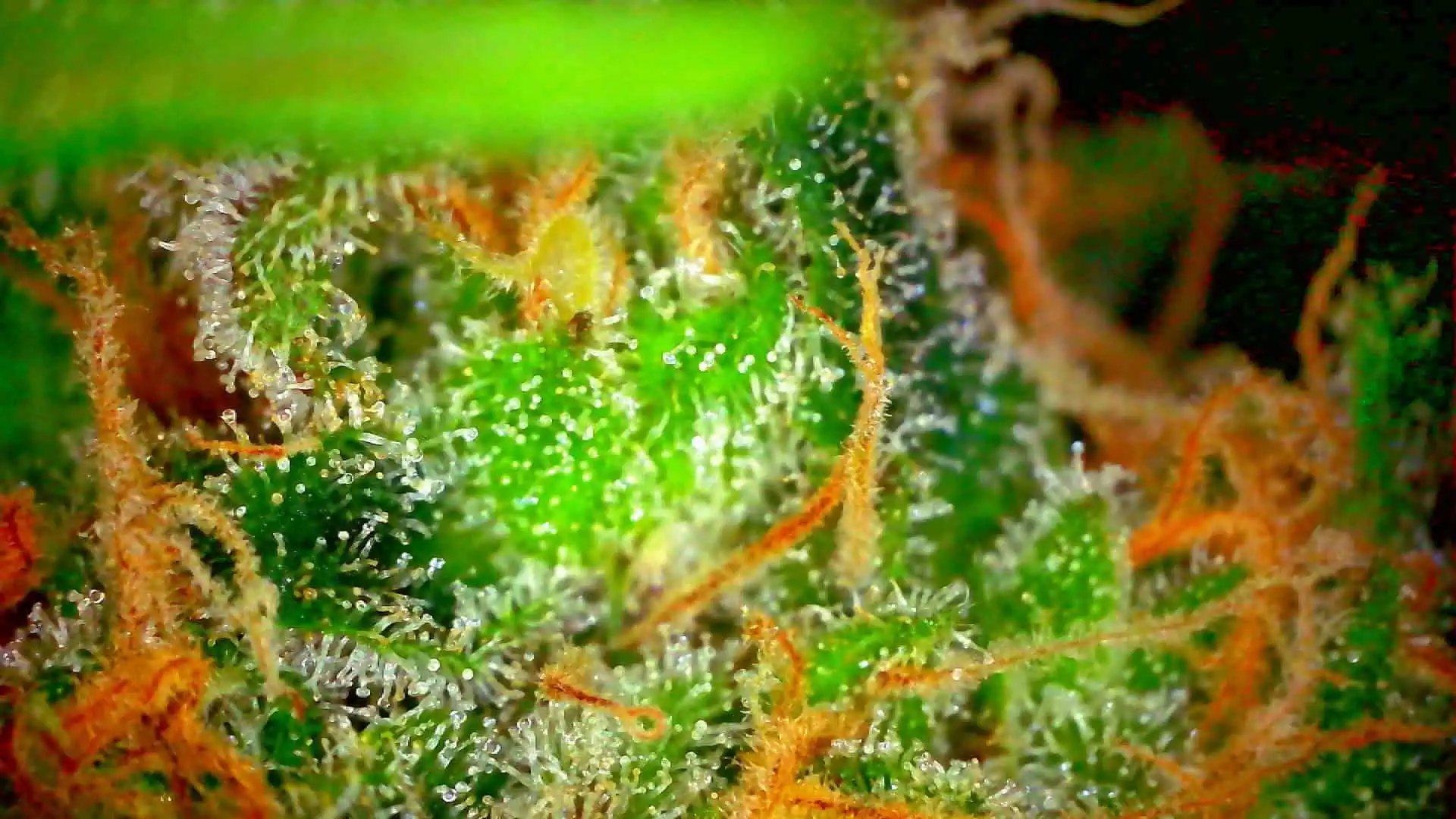 Candy Clone #1 - Divine Seeds — harvest, day 52