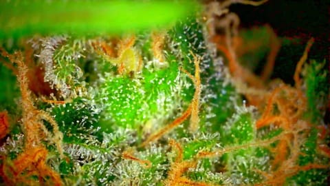 Candy Clone #1 - Divine Seeds — harvest, day 52